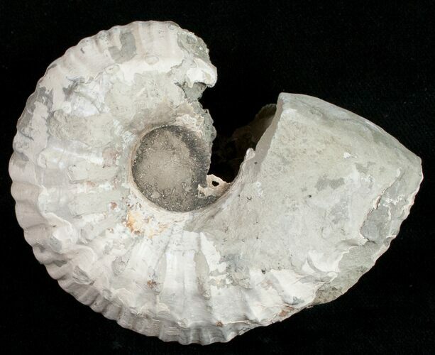 Bargain Liparoceras Ammonite - Very D #10704